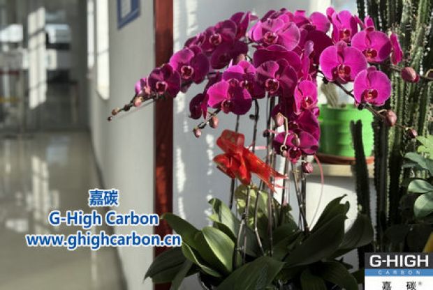 蝴蝶蘭綻活力，政企情暖新春