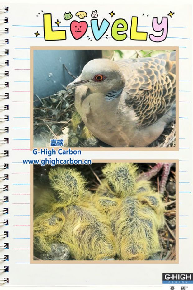 驚喜！嘉碳窗臺(tái)“孵化”生機(jī)