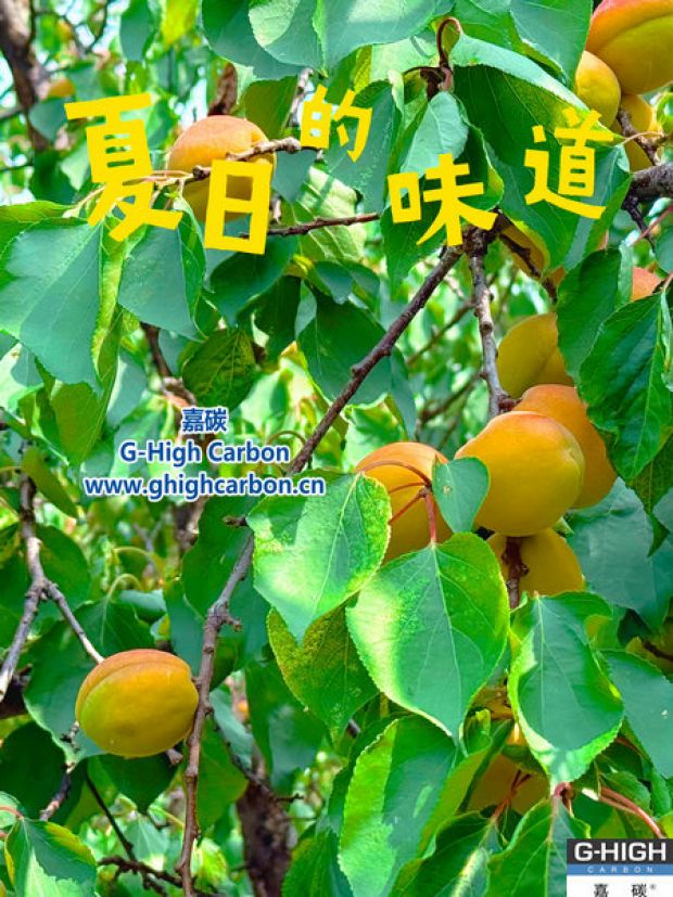 杏果滿枝時(shí)，窺見嘉碳環(huán)?！吧L力”